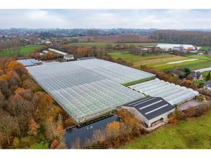 Groot serrebedrijf te koop te Lennik