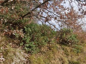 À VENDRE – TERRAIN AGRICOLE