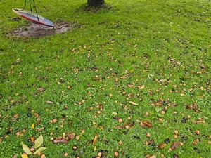 Cherche près terrain ou verger