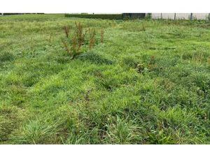 Vente Terrain à Trégastel (22730) : à vendre / 1300m² Trégastel