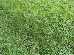 Vente Terrain à Saint-Malo (35400) : à vendre / 423m² Saint-Malo