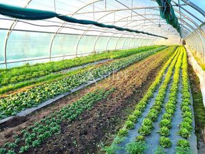 Proche Montauban Ferme maraîchère en Ab sur 1.5 ha (+0.5)