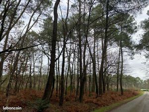 2 Terrains boisés NC (Châtaigniers et pins) situés à Cournon 56200 (proche du terrain de f
