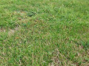 Vente Terrain à Plérin (22190) : à vendre / Plérin