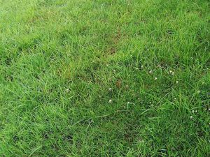 Vente Terrain à Saint-Julien (22940) : à vendre / Saint-Julien