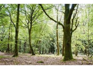 Parcelle de foret
