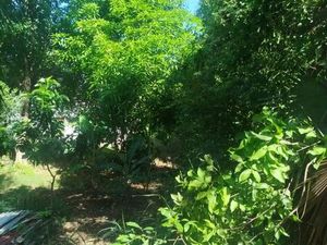 PETIT CANAL bazin 1267m2 159830 ou 2x500m2 85000 le lot