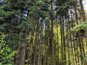 Cherche terrain ou forêt