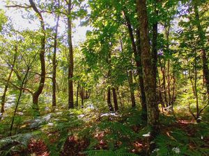 Investissement parcelles forestières