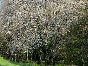 Terrain non constructible boisé de 4545 mètres carrés