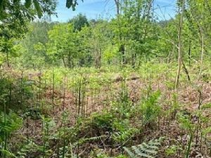 Forêt 1 000 m² Chancelade
