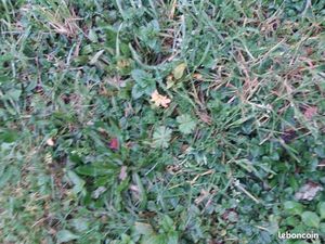 Terrain 600 m² Baron