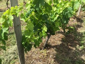 Vend parcelle agricole