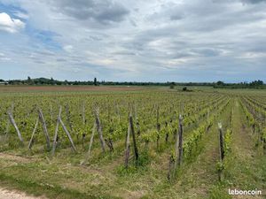Parcelle de VIGNES