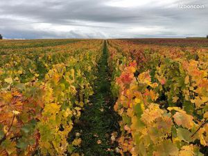 Vignes de Champagne