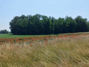 Terrain 367 m² Algolsheim