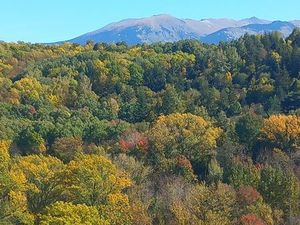 Parcelles de forêt à Taurinya