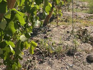 Vigne Crozes Hermitage rouge