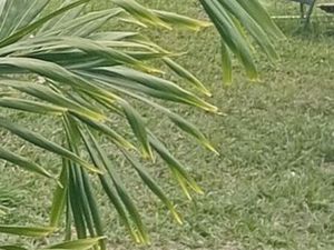 Magnifique terrain contacter HABSHEIM