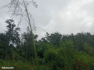 Location terrain agricole – 4 hectares – Grand-Ilet (Salazie)