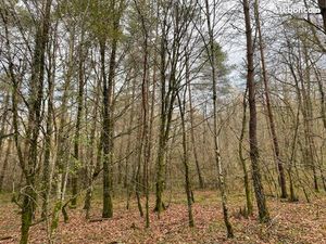 Vente terrain boisé 2 77 ha