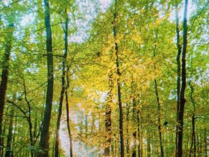 Recherche terrain boisé à acheter