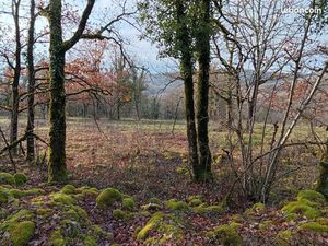 Terrain bois taillis pour truffière