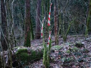 Parcelles boisées Salins les Bains