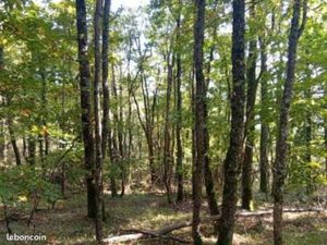 Terrain de 8 3 hectares boisé