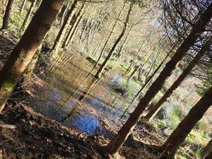 Bertogne: foret de 2 hectares