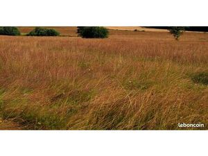 Terrain grande surface