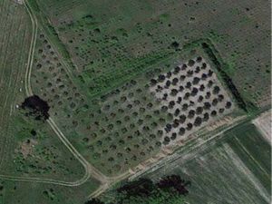 Oliveraie + truffière + verger