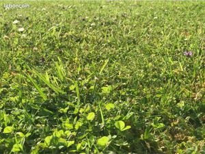 Terrain hors lotissement Guipavas