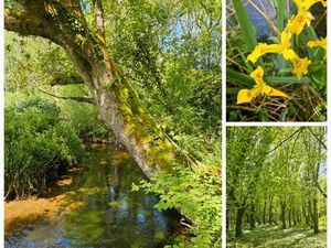 Terrains 3 1 ha (agricole et zone boisée classée)