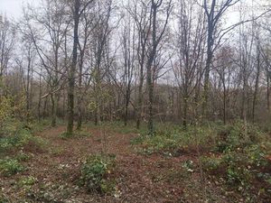 Terrain boisé 8530 m2