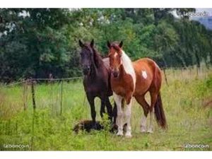 Terrain pature chevaux
