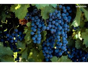 Vignes cazouls les beziers