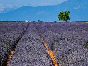 Fonds de commerce 0 pièces 2200 m² à vendre / acheter l'isle-sur-la-sorgue 84800 ? | ERA I