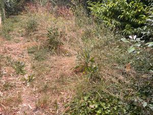 Annonce vente terrain terrain de m2 à Béguey (33410) - ParuVendu.fr ref 992783992075