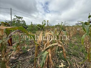 A VENDRE - TERRAIN DE 528 M2 ENVIRON- TAMPON - 91 000 EUR