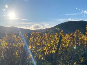 Vente programme neuf T4 pièces 88 à 100 m² Kaysersberg-Vignoble (68240)