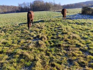 Location pré chevaux