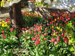 Maison rénovée avec jardin  terrasse et garage