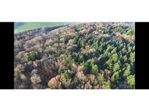 Vente Terrain à Mellac (29300) : à vendre / 146173m² Mellac