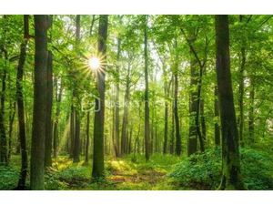 Foret de 12 605 m² à Buzet-Sur-Baise