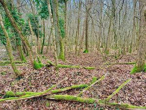 Location parcelle forêt