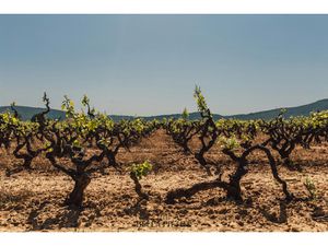 CHÂTEAU VITICOLE GRAND CRU CLASSÉ – DOMAINE D’EXCEPTION AU CŒUR DU BORDELAIS