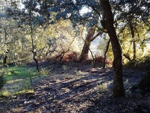 RDC dans maison au coeur d'une pinède sauvage