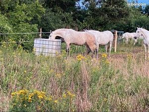 Recherche parcelle de terrain agricole pour chevaux