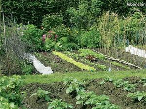 Jardin potager